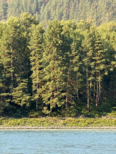 This is a landscape photograph taken from a body of water, likely a river, looking towards a densely forested shoreline. The water in the foreground is a light blue-green color and shows some ripples. The shoreline is lined with rocks and then transitions into lush green vegetation, with tall grasses and smaller shrubs. Behind the initial band of greenery, a dense forest of pine and birch trees dominates the scene. The trees are tall and have thick foliage, with sunlight dappling through the leaves, creating a play of light and shadow. The overall impression is one of a natural, undeveloped environment. The photograph does not contain any people or man-made structures.