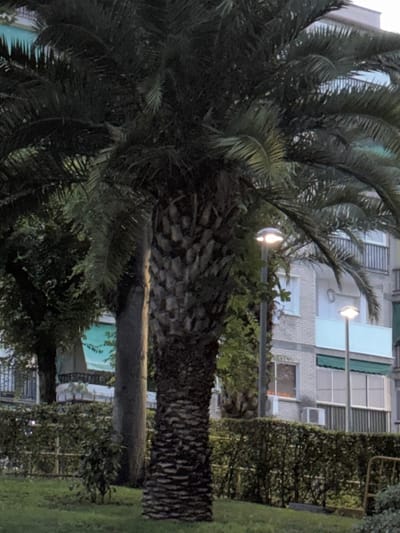 The image depicts an outdoor scene, likely in the evening, given the artificial lighting and subdued natural light. The main subjects are a large palm tree in the foreground, with its distinctive textured trunk and dense fronds, and a building in the background. The building appears to be an apartment complex, with visible windows, balconies, and awnings. There are also streetlights visible, one of which is illuminated, suggesting it is dusk or nighttime. A well-maintained hedge or manicured shrubbery runs along the right side of the image, bordering a grassy area. The setting appears to be a residential or public urban space, possibly a park or courtyard adjacent to the apartments. There are no people visible in the frame, and no specific activity or event is taking place. The overall mood is calm and still. The location context provided is Coslada, Spain.
