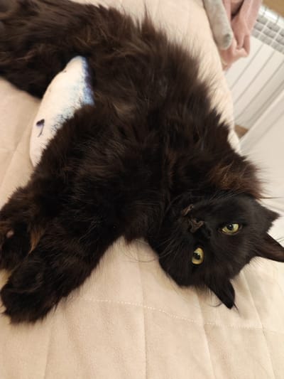 A long-haired black cat is lying on its back on a light-colored quilted surface. The cat's body is mostly obscured by its thick fur, but its head is visible, tilted to the side, with bright green eyes looking towards the viewer. The cat's paws are extended. In the background, a pink blanket and a white radiator are visible. The image appears to be an indoor scene, possibly in a residential setting. There is no information about the location in the city of Kalmykovo, Russia.