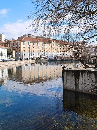 The image displays an outdoor scene in Drama, Greece, featuring a body of water, architectural structures, and vegetation under a bright, partially cloudy blue sky.
In the foreground and mid-ground, a calm, clear body of water (likely a pond or canal) reflects the sky and surrounding buildings. The water's surface shows subtle ripples, and the bottom is visible with rocks and some aquatic vegetation. Two ducks are observed swimming in the water. A prominent concrete platform or retaining wall extends into the water from the right mid-ground. On this platform, a black and white duck stands facing left, while a white swan rests further back.
On the left side of the water, a paved walkway runs alongside a low concrete embankment. Approximately 10-15 pedestrians are visible walking along this path. Several cars are parked parallel to the walkway. Behind the street, white multi-story residential buildings with balconies are visible.
The background is dominated by a large, multi-story building with a light beige/yellow facade on its upper floors and a contrasting gray lower level, featuring numerous rectangular windows and a reddish-brown tiled roof. This structure, characteristic of a repurposed industrial building, casts a reflection onto the water. To the right of this building, a café area with tables and umbrellas is situated near the water's edge.
A large, deciduous tree with bare branches and prominent seed pods occupies the upper right quadrant of the frame, extending into the mid-right. Some nascent green buds are visible on its lower branches. Distant buildings with various rooflines are discernible against the horizon.