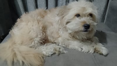 An indoor photograph captures a light-colored, shaggy-haired dog lying on a gray upholstered couch or armchair. The dog, exhibiting cream or light tan fur, dark eyes, and a dark nose, is positioned with its body facing left and its head turned towards the viewer. Its front paws are extended, and its tail is curled along its left side. The gray fabric furniture features visible stitching details. In the background to the left, light blue/gray curtains with vertical folds are visible. The scene is located within a residence in San Juan de Lurigancho, Peru.