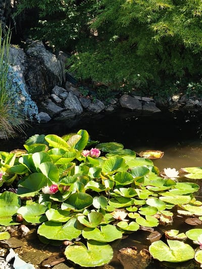 This media file depicts a tranquil garden pond filled with lush green water lily pads and several blooming water lilies. The pond is situated in a naturalistic setting, with rocky outcrops and dense green foliage forming the backdrop. The water is dark and reflective, hinting at its depth.
The subjects of the image are the water lilies and their surrounding environment. Several water lilies are in bloom, with delicate pink and white petals contrasting beautifully with the vibrant green of the lily pads. The lily pads themselves are large and round, some floating flat on the water's surface, while others are slightly curled. A small waterfall or cascade can be seen on the left side of the pond, where water flows over a cluster of grey rocks. Tall, green grasses and delicate blue flowers add texture and color to the pond's edge.
The scene suggests a peaceful and serene atmosphere, likely captured on a sunny day given the bright lighting and distinct shadows. The lush greenery indicates a time of year when plants are in full growth, likely spring or summer. The overall impression is one of natural beauty and calm.
There is no visible text in the media file. The location context provided is Goczałkowice-Zdrój, Poland.
