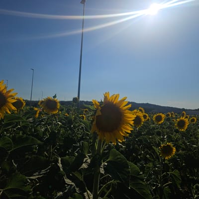 A vibrant field of sunflowers stretches towards the horizon under a clear blue sky. The sun, high and bright, casts a strong glare, creating lens flares that streak across the image. Several tall, modern streetlights dot the landscape, hinting at a proximity to infrastructure. The foreground is dominated by the large, yellow faces of sunflowers, their petals reaching outwards. Dark green leaves and sturdy stalks form a lush carpet beneath the blooms. In the distance, a gentle, tree-covered hill slopes upwards. The bright sunlight and the clear sky suggest a warm, sunny day, likely in the late morning or early afternoon, typical of a summer day in Bescanó, Spain. The scene evokes a feeling of natural beauty and rural tranquility, despite the presence of man-made elements like the streetlights. There is no visible text in the image.