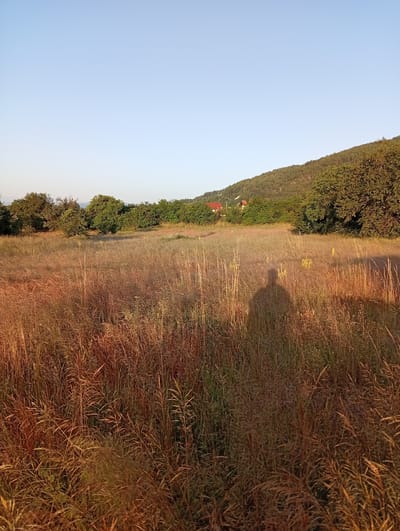 The image depicts a sunlit meadow in Chelopech, Bulgaria, with dry, tall grass dominating the foreground. The grass is golden brown and illuminated by warm, low-angle sunlight, casting long shadows. A distinct human shadow, the photographer's, is visible on the right side of the frame, appearing as a dark silhouette against the illuminated grass. In the background, a lush green hillside is covered in trees, with two red-roofed houses partially visible among them. The sky above is a clear, pale blue, indicative of a bright, fair-weather day. The scene appears serene and natural, suggesting a rural or semi-rural setting within Chelopech.