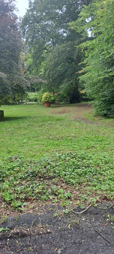 The image depicts a lush green lawn in a park-like setting, likely at Breaffy House Resort in Ireland. Dominating the mid-ground is a large, terracotta-colored planter containing a neatly trimmed, bushy green shrub. To the left of the planter, a wooden post is partially visible. In the background, a dark wooden fence runs horizontally, separating the lawn from a wooded area with various trees and foliage. A dirt path or track is visible in the center of the image, leading further into the greenery. The foreground consists of dense, low-lying green vegetation and scattered twigs and leaves on a dark, gravelly surface. The overall scene is tranquil and natural, characteristic of an outdoor recreational space.
