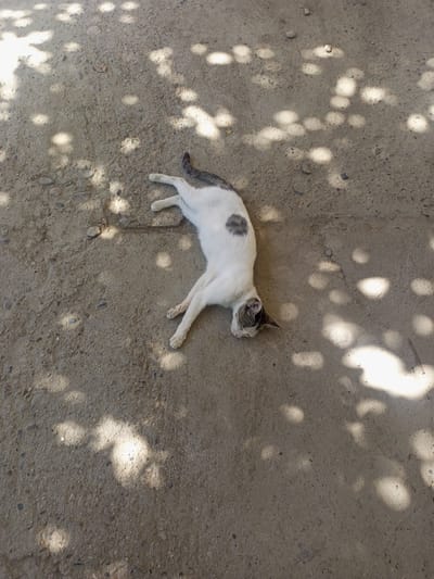 A calico cat is lying on its side on a dirt or gravel surface, bathed in dappled sunlight filtering through leaves. The cat has white fur with patches of grey and black. It is curled up with its head resting on the ground. The ground is a mixture of small stones and dirt, with some pebbles visible. The lighting suggests an outdoor setting, likely in a shaded area such as under a tree or awning. The location is identified as Tahmach, Uzbekistan.