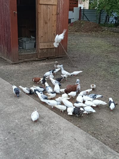 This image depicts a flock of pigeons gathered on a dirt and gravel ground in front of a wooden structure, likely a pigeon coop, in Ciechanowiec, Poland. The coop is painted red and has a large, open doorway revealing a grey plastic bin inside. Several pigeons are actively feeding, with some white pigeons in flight near the coop. The ground is partially covered with scattered birdseed. In the background, a fence and some greenery are visible, suggesting a rural or semi-rural setting within the city. The image appears to be taken outdoors during daylight hours.