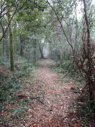 The image depicts a path winding through a dense, misty forest. The path is covered in dead leaves and vegetation. Trees line both sides of the path, their branches intertwining overhead to form a canopy. The forest is located near Villarrica, Paraguay. No people are visible. The environment is damp and overcast.