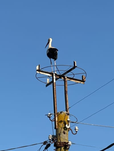 A stork stands on top of a rusty metal structure attached to a concrete utility pole against a clear blue sky. The stork is white with black wings and a long, red beak. The metal structure appears to be part of an old nest platform or a support for electrical wires. The concrete pole has multiple insulators and wires attached to it. The scene is set in Ravna Gora, Bulgaria.