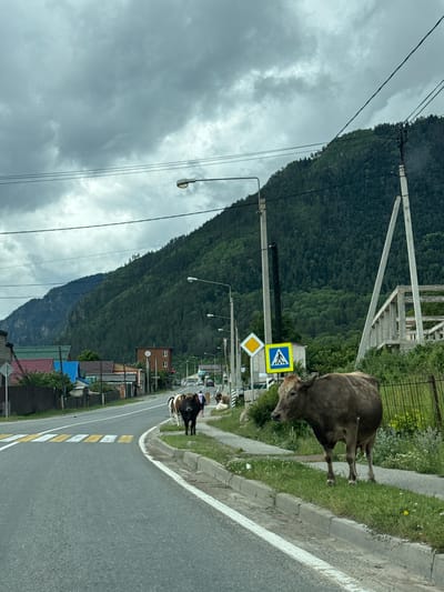 The image depicts a rural road in the city of Verkhnyaya Teberda, Russia. The road has a pedestrian crossing with yellow and white stripes. On the right side of the road, a large brown cow stands on a grassy verge beside a metal fence. In the background, several other cows are visible, including one with a brown and white coat. A street light is present on the left side of the road, and a yellow pedestrian crossing sign is mounted on a pole. Buildings with multi-colored roofs line the left side of the road, and a steep, tree-covered mountain rises behind them. The sky is overcast with dark clouds.