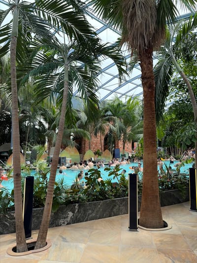 The image depicts an indoor tropical water park in Săftica, Romania, featuring a large swimming pool filled with people of various ages. The pool is surrounded by lush greenery, including several palm trees, some planted directly into the floor. The environment is enclosed by a glass ceiling structure. Modern rectangular light fixtures are positioned near the base of some of the palm trees. The perspective of the image is taken from a low angle, looking upwards.