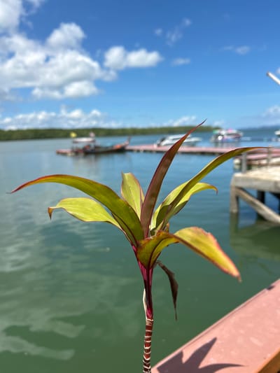 A close-up, vertical shot features a plant with long, slender leaves in the foreground, transitioning from deep purple at the stem to a vibrant green with red margins. The plant's stem is striped with alternating bands of red and white. In the background, a calm, greenish-blue body of water is visible, leading to a wooden pier with several boats docked. Beyond the water, a lush green forest lines the horizon, under a bright blue sky dotted with fluffy white clouds. The scene appears to be set in Tambon Ko Panyi, Thailand, likely a coastal or island location given the presence of boats and the tropical foliage.