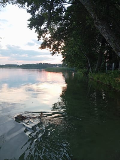 The image depicts a serene lakeside scene in Mołowiste, Poland, during the late afternoon or early evening. The sky is a soft blend of pale blues, grays, and hints of pink, with scattered clouds reflecting on the calm water. A dog is actively swimming in the foreground, its head and back visible above the surface, creating ripples as it moves through the water. The shoreline is lined with lush green trees, their branches extending towards the sky, casting shadows on the water. On the opposite side of the lake, a distant tree line and a small structure are visible under the diffused sunlight. The water itself is a mix of calm surfaces reflecting the sky and darker, clearer areas near the shore, revealing the submerged vegetation and the lakebed. The overall atmosphere is tranquil and natural.