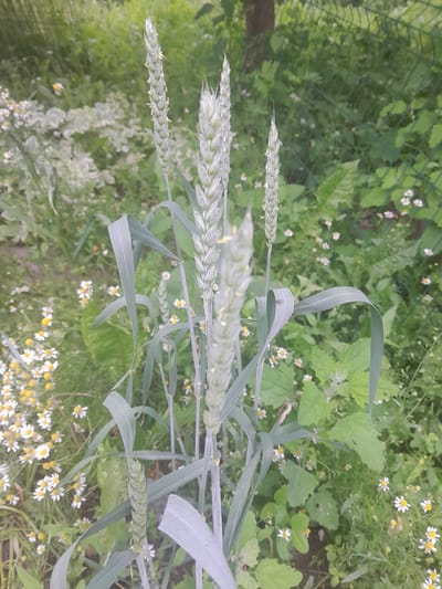 The image displays a close-up view of several stalks of wheat with developing grain heads. The wheat is situated in a natural outdoor environment, likely a field or garden, with a profusion of small white flowers with yellow centers, possibly daisies or chamomile, scattered throughout the undergrowth. Green foliage, including broad leaves and slender grass-like blades, surrounds the wheat stalks. In the background, a green wire fence is visible, and beyond that, trees and more greenery suggest a rural or semi-rural setting. The lighting indicates it is daytime. There are no people or animals present in the image. The overall impression is one of natural growth and a somewhat untamed landscape. The specific location in Luka-Meleshkivska, Ukraine, is inferred from the request, but the image itself does not contain any specific visual cues to confirm this precise geographical placement.