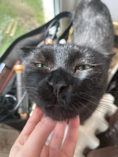 A close-up, high-angle shot captures the face of a black cat being gently petted by a human hand. The cat's head is slightly tilted, showcasing its glossy black fur, prominent whiskers, and dark nose, which are in sharp focus. Its emerald-green eyes are partially open, reflecting ambient light. A hand with fair skin and visible fingers extends from the right, softly touching the cat's cheek area, suggesting a moment of affectionate interaction.

The background is significantly blurred, indicating an indoor setting with natural light. Green hues in the out-of-focus background suggest outdoor foliage seen through a window or open space, implying the scene takes place during the daytime. The cat appears relaxed and calm, seemingly enjoying the interaction. No specific weather conditions or visible text are discernible. While the location context is Ulukulevo, Russia, there are no visual cues within the image itself to confirm this.