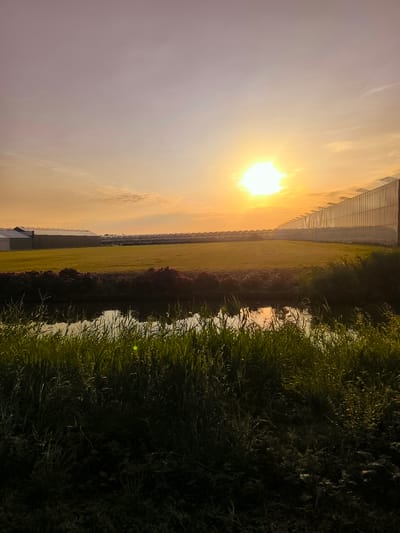 A serene sunset casts a warm, golden glow over a Dutch landscape, likely in Wervershoof, Netherlands, given the prevalence of greenhouses. The sun, a bright orb, sits low on the horizon, its light illuminating a vast expanse of green fields. Rows of modern greenhouses, characterized by their glass facades and angular roofs, stretch across the middle ground, reflecting the sky's vibrant hues. In the foreground, lush green grass and reeds line the edge of a calm body of water, its surface mirroring the sky and the distant structures. The water is still, disturbed only by the subtle ripples of its own reflection. The overall scene is one of peaceful agricultural productivity, bathed in the soft, ethereal light of dusk.