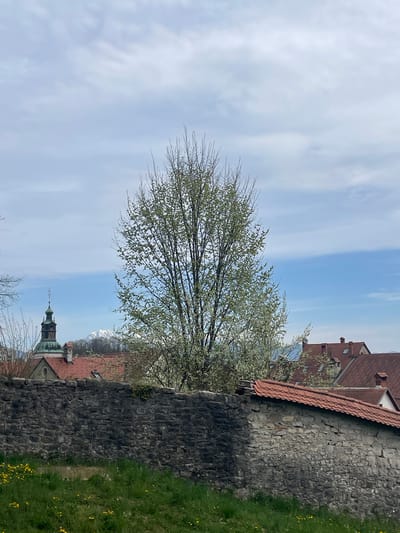 A landscape scene depicts the cityscape of Škofja Loka, Slovenia, with a prominent tree in the foreground, its branches showing early signs of budding. The sky is pale blue with streaky clouds. Behind the tree, the rooftops of buildings with red-tiled roofs are visible, along with a church steeple. A stone wall divides the foreground from the buildings. The composition is taken at a slightly low angle. The ground in front of the stone wall has green grass with yellow flowers. The scene presents a serene urban environment.