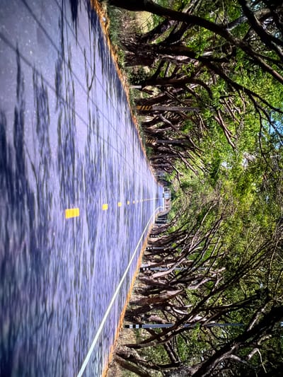 The image depicts a tree-lined road in Vientiane Capital, Laos. The road is paved and has yellow dashed lane markings. The trees on both sides of the road have dense green foliage and gnarled branches that arch over the road, creating a tunnel effect. The lighting suggests it is daytime, with sunlight casting shadows on the road from the trees. The overall impression is a serene and natural landscape.