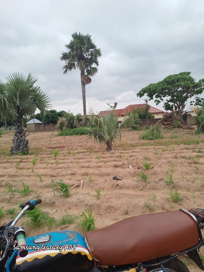 In Angwan Hausawa, Nigeria, an open field is depicted under a cloudy sky. The foreground features a motorcycle with a brown seat and a blue, black, yellow, and white painted fuel tank. A prominent palm tree stands to the left of the frame, with its base surrounded by vegetation. The field is characterized by rows of tilled soil, with young green shoots of crops sparsely scattered throughout. In the background, several buildings with corrugated metal roofs are visible, along with other palm trees and foliage. The overall environment suggests a rural or semi-rural setting.