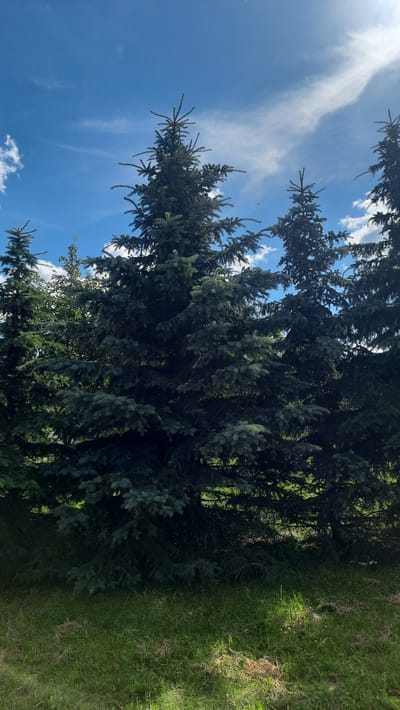 The image shows a close-up view of a dark green coniferous tree, likely a spruce, with lush branches against a bright blue sky dotted with wispy white clouds. The perspective is from below, looking up into the tree canopy. The sun appears to be shining, casting dappled light through the needles. To the right of the tree, a patch of green grass is visible, suggesting an outdoor setting. The overall impression is one of a serene, natural environment on a clear day. There is no discernible activity or event taking place. No text is visible in the image. The location context of Smarhon, Belarus, implies this is a natural landscape in that region.
