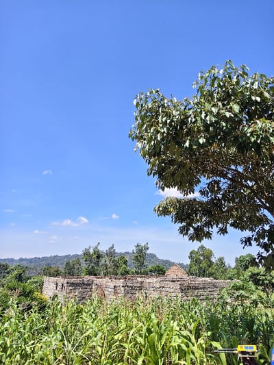 The image depicts an outdoor daytime scene in Kaplerartet ward, Kenya, characterized by a clear blue sky with sparse white cumulus clouds. In the foreground, a dense field of green maize (corn) plants occupies the lower half of the frame. Partially visible in the lower right, within the maize field, is a yellow and black device with a small screen, possibly a sensor or measurement tool, affixed to a dark pole or handle. The midground features a rectangular, unfinished or dilapidated structure constructed from large, rough-hewn grey stones, lacking a roof and with incomplete upper wall sections. Behind and to the right of this stone structure, a traditional conical thatched roof is visible, partially obscured by green trees. The background consists of a horizon line of densely forested hills or mountains under the bright sky. No individuals or specific human actions are observed.