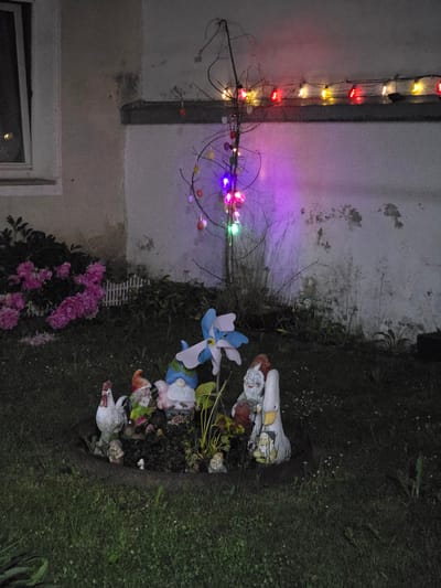 The image displays an outdoor garden scene at night or dusk, located in the city of Waldmünchen, Germany, adjacent to a residential building. A light-colored building wall, exhibiting weathering, discoloration, and some structural wear, is visible in the background, with a white-framed window on the far left. A horizontal dark gray ledge runs across the wall's mid-section. Above this ledge, a string of red and yellow spherical lights is affixed to the wall.
In the center, a bare, multi-branched tree or large bush stands upright, serving as a decorative element. This tree is adorned with numerous small, multi-colored egg-shaped ornaments (red, yellow, orange, purple, pink, green) and wrapped with a string of vibrant LED lights, primarily purple, pink, and green, casting illumination onto the wall behind it.
The foreground features a garden bed containing several decorative figures. From left to right, these include a white rooster statue, a garden gnome with a red hat and green attire holding a small flower, a blue-hatted gnome, a white-capped gnome with a pink body, and a large white duck or goose figure with a yellow beak. A smaller figure is seated on the duck's back. A blue and white pinwheel-like decoration stands vertically in the bed. Small plants and foliage are integrated among these figures.
To the left of the garden bed, a large bush with clusters of vibrant pink or fuchsia flowers (possibly peonies or rhododendrons) is prominently displayed. A small white picket fence is partially visible behind this flowering bush. The ground in the foreground and surrounding areas is covered in grass, interspersed with small white flowers, appearing dimly lit due to the ambient conditions. The overall scene is illuminated by the decorative string lights and the lights on the tree. No human figures are present.