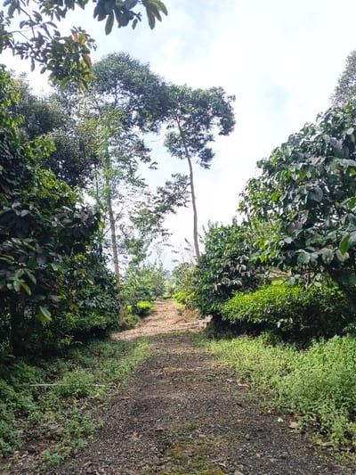 The image depicts an unpaved, dark gravel path ascending through dense vegetation under an overcast sky, located in the city of Nanlao, China. The narrow path, approximately 2-3 meters wide, is centrally framed and shows scattered lighter-colored stones and patches of moss or dampness, with small green herbaceous plants growing along its edges and within its surface. Lush, dark green foliage, consistent with coffee plants, forms dense walls on both sides of the path, extending from the foreground into the midground. Taller, slender trees with lighter bark and full green canopies rise above the undergrowth, particularly prominent on the left and right sides of the midground. In the far distance, the path appears to curve slightly to the right and continues into a less densely vegetated area. A white, narrow pipe-like object is partially visible horizontally in the lower-left quadrant, embedded in the ground vegetation. No individuals or animals are present.