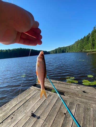 This media file captures a close-up view of a small fish being held by a person's hand, attached to a fishing line. The fish, with its scales shimmering and fins extended, is the central subject. The hand, a portion of a person's arm, and the fishing line are also visible.
The scene unfolds outdoors, with a body of water, likely a lake, occupying the background. The water is dark blue and shows ripples, suggesting a gentle breeze. Lily pads float on the surface. Beyond the water, a dense, green forest lines the shore, and a clear, bright blue sky dominates the upper portion of the image.
A wooden dock or pier is visible on the right side, with weathered planks. A blue fishing rod is partially seen, resting on the dock. The overall impression is of a serene, sunny day, possibly late morning or early afternoon given the bright sunlight casting shadows. The activity depicted is fishing.
The image is oriented sideways, with the sky appearing on the left and the water and dock on the right. No visible text is present in the image. The setting is consistent with a natural, lakeside environment in a rural area, with the provided location context of Азёрскі сельскі Савет, Belarus, further specifying the locale.