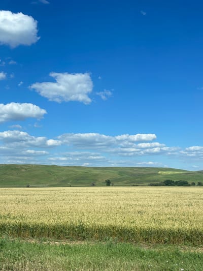 The image depicts a vast, golden field of ripe wheat stretching towards rolling green hills under a vibrant blue sky dotted with fluffy white clouds. The field is in the foreground, with the sunlit wheat stalks forming a dense carpet. Beyond the wheat, the undulating landscape transitions to lush green grass, with a few scattered trees and shrubs visible on the slopes. The horizon is marked by the soft curves of the hills against the expansive sky. The scene is one of natural beauty and agricultural bounty, evoking a sense of peace and open space. The location is identified as the city of Donskoye, Russia.