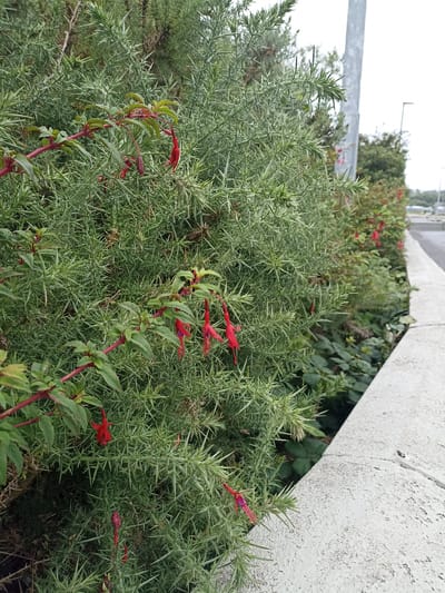 This is a medium shot, eye-level photograph of thorny green bushes with small, dangling red flowers. The bushes are positioned along a concrete embankment, suggesting a roadside or park setting. The embankment is rough and textured, with some signs of wear and tear. Beyond the bushes and embankment, a paved road is visible, curving to the right. A tall, gray metal pole, possibly a lamppost, stands to the right of the frame, casting a slight shadow. The sky is overcast, indicating a cloudy day. The vegetation appears lush and healthy, with a mix of dense green foliage and the delicate red flowers. The overall scene is natural and somewhat wild, despite its urban context. The photograph was taken in Annagry West, Ireland. There are no people or animals visible in the frame.