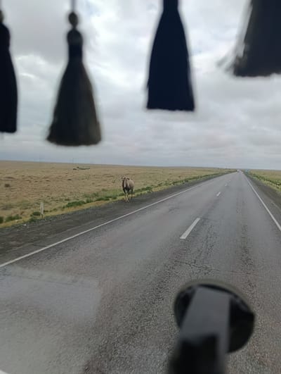 A lone camel stands on the shoulder of a paved road in a vast, flat, dry grassland. The sky is overcast with gray clouds. In the foreground, the image is partially obscured by dark, tassel-like objects hanging from above, possibly from the interior of a vehicle. Power lines can be seen in the distance across the grassland. The road stretches into the horizon, with a white vehicle visible far ahead. The scene appears to be in or near Аралқұм, Kazakhstan, given the arid landscape and the presence of a camel, which are common in the region.