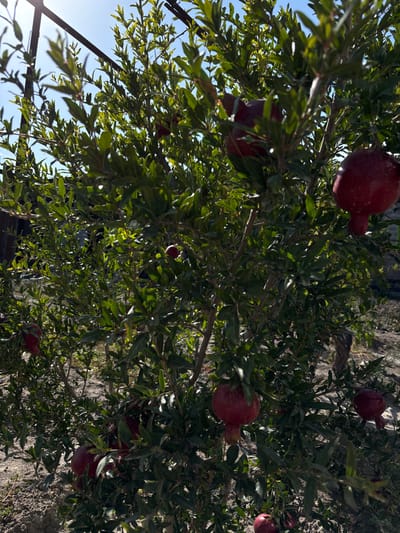 The image displays a close-up of a pomegranate tree (Punica granatum) located in Griboyedov, Armenia, under bright natural light. The tree is densely covered with vibrant green foliage, from which approximately ten to fifteen visibly distinct, ripening pomegranates emerge. These fruits are spherical to oblate, predominantly deep red to purplish-red, and appear firm. In the upper background, sections of a clear blue sky are visible through the leaves, along with a dark, horizontal metal bar, likely part of an agricultural support system or trellis. The ground beneath and around the tree consists of dry, light-colored soil. No individuals, animals, specific actions, or interactions are present within the frame.