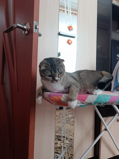 A Scottish Fold cat with tabby markings and white paws is lying on a colorful, patterned ironing board. The cat is looking down and to its left. The ironing board is positioned in front of a light-colored wall with vertical wood paneling. To the left of the ironing board is a brown wooden door with a silver door handle. In the background, a dark cabinet with shelves is visible, and part of an ironing board with a blue and white exterior is seen on the right. The floor has a patterned carpet. The scene appears to be an indoor domestic setting.