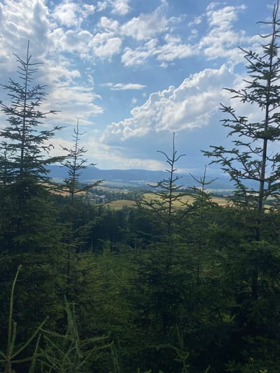 The image depicts a scenic view of a landscape dominated by a dense coniferous forest in the foreground. Several tall evergreen trees, likely fir or spruce, with their characteristic needle-like foliage and spiky branches, frame the view. The trees are dark green and appear to be in various stages of growth, with some taller, more mature specimens and smaller saplings visible.
Beyond the forest, the landscape opens up to rolling hills and a valley. The valley floor is a patchwork of agricultural fields, some appearing golden or yellow, suggesting harvested crops or dry grass, and others a vibrant green. A small settlement or village is nestled within the valley, with buildings visible as small structures. In the far distance, a range of mountains or hills creates a hazy, bluish silhouette against the horizon.
The sky above is dynamic and partly cloudy. Bright blue sky is visible between fluffy, white cumulus clouds that cast shadows and create areas of light and shade across the landscape. The lighting suggests it is daytime, likely mid-morning or afternoon, with the sun intermittently breaking through the clouds.
The image was taken from an elevated position, looking down and across the valley. The perspective emphasizes the depth of the landscape, from the close-up details of the forest to the distant mountain range. The scene evokes a sense of natural beauty and tranquility.
Specifically, this is a view of the landscape near Chełmsko Śląskie, Poland, a town situated in the Sudeten Mountains. The image captures the characteristic blend of forested hillsides and cultivated valleys typical of this region. The presence of coniferous forests and the mountainous backdrop are key indicators of the location.
