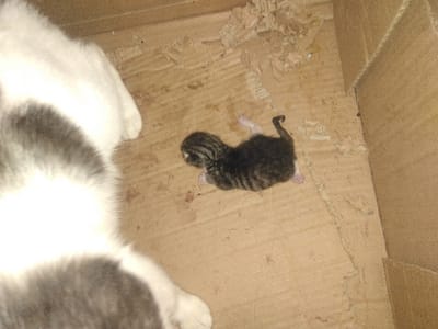 This image depicts a newborn tabby kitten and a portion of an adult cat inside a cardboard box, located in Yellowknife, Canada. The kitten, predominantly dark with visible stripes, lies centrally on its left side. Its eyes are closed, and a faint reddish-brown stain, consistent with birthing fluids, is visible on the light brown cardboard directly beneath and around it. To the left, a section of an adult cat, exhibiting white fur with grey patches, is partially visible, including a white forepaw resting on the cardboard. The cardboard surface shows areas of disturbance and shredded fibers, particularly in the upper right and scattered across the floor. A vertical crease on the right defines an inner corner of the cardboard box. The scene indicates a recent birthing environment.