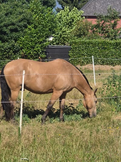 A light brown horse with a dark mane and tail grazes in a dry, grassy field in Hechtel, Belgium. The horse is positioned in the center of the frame, facing right, with its head lowered to the ground. A wire fence runs horizontally across the image, partially obscuring the horse's body. In the background, lush green bushes and trees are visible, with a red brick building and a gray roof peeking through the foliage. The sky is a clear blue. The overall scene suggests a rural or semi-rural setting.