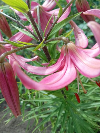 The image shows a close-up, eye-level, medium shot of pink lily flowers and their stems and leaves in what appears to be an outdoor garden setting. The flowers are in various stages of bloom, with some buds and some fully opened petals. The petals are a vibrant pink with delicate veining. The stems are a dark brown, fuzzy texture, and the leaves are long, slender, and green. The background is a blur of green foliage and some dark soil at the bottom left. There are no people or animals visible in the image. The lighting suggests it is daytime, with the sun illuminating the flowers. The overall impression is one of natural beauty and growth. This scene could be located in the vicinity of Тумілавіцкі сельскі Савет, Belarus, given the natural flora and garden environment.