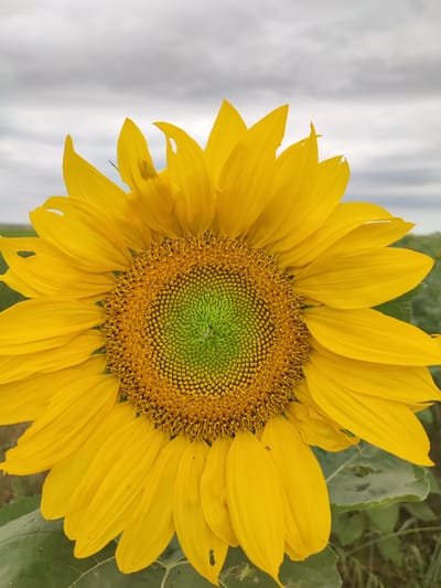 A close-up, eye-level shot captures the face of a sunflower, its vibrant yellow petals unfurling against a cloudy sky. The center of the sunflower is a mosaic of tiny florets, transitioning from a bright green at its core to a golden yellow, speckled with dark brown. The petals are broad and slightly curved, some showing minor damage or imperfections. In the background, a blurred field of green suggests a sunflower farm. The sky is overcast, with layers of grey clouds obscuring any direct sunlight. This scene is located in the village of Filimonovskaya, Russia.