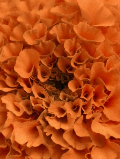 The image is a close-up, macro photograph of an orange flower, likely a marigold, given its ruffled petal structure and vibrant color. The focus is entirely on the bloom itself, with no background or environmental context visible. The petals are densely packed and arranged in a spiral pattern, creating a textured and almost velvety appearance. The lighting creates strong highlights and deep shadows, emphasizing the intricate details and curves of the petals. There are no people, objects, or actions depicted in the image. The image is a still life focusing solely on the natural beauty of the flower. There is no information or visual evidence within the image to suggest any specific location in Kotovsk, Russia.
