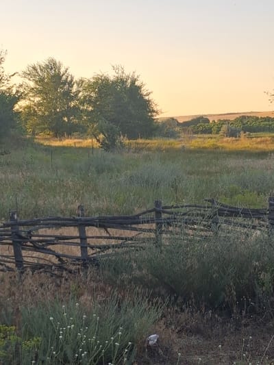 An outdoor, medium shot captures a rustic wooden fence in the foreground of a field in Shyriaieve, Ukraine. The fence is made of dark, weathered branches and posts, forming a rustic barrier. Behind the fence, tall grasses and dry vegetation extend into the middle ground, with a patch of sunlight illuminating the center. In the background, a line of trees forms a dark silhouette against a pale orange sky. The image is taken during what appears to be sunset, given the warm glow and soft light. There are no people or animals visible in the frame.