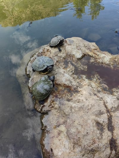 Three turtles are prominently featured on a large, light-colored rock, partially submerged in clear water. The turtles appear to be basking in the sun. The two lower turtles on the rock are in profile, while the one at the top is facing away. Their shells are a mottled grey-green, showing some wear or algae growth. Closer inspection reveals they are Red-eared sliders, with a distinct red patch near their heads.
In the surrounding water, at least one other turtle is visible, swimming in the mid-ground. The water is calm and reflects the sky, showing soft white cloud formations, and vibrant green vegetation, likely trees or bushes, from the banks. The rock itself has an irregular, textured surface with varying shades of tan, brown, and grey, suggesting natural erosion and possibly mineral deposits. There are small puddles of water collected in depressions on the rock's surface.
The scene depicts a peaceful moment in a natural outdoor setting, likely a pond, lake, or slow-moving river, under a bright daytime sky. The overall impression is one of tranquility, with the turtles enjoying the warmth on the rock and the cool water. No people or text are visible. The location is Karnalovo, Bulgaria.