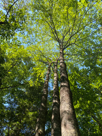 The image shows an upward-looking view of a cluster of tall trees with bright green foliage against a clear blue sky. The perspective emphasizes the height and density of the canopy. The trunks of at least three large trees are visible in the foreground, with rough, textured bark. Sunlight filters through the leaves, creating dappled patterns of light and shadow on the trunks and within the canopy. The environment appears to be a forest or park. There are no people or animals visible in the image. The location is identified as Duhamel, Canada.