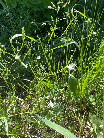 The image displays a close-up view of a dense grassy area with several small white flowers scattered throughout. The vegetation is predominantly green, with some dried grass and brown earth visible at the lower levels. Sunlight filters through the grass, creating areas of bright illumination and shadow. The scene appears to be a natural outdoor environment, likely a field or meadow, within the city of Rossoshi, Russia. There are no people or discernible human activity depicted in the image. The focus is on the detailed textures and forms of the plants and flowers.