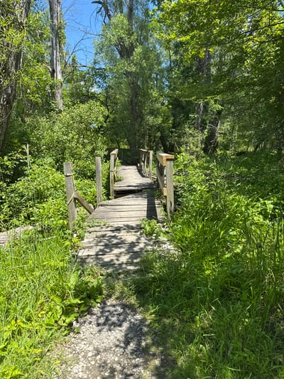 The image depicts a weathered wooden boardwalk winding through lush green vegetation. The boardwalk appears aged, with some planks askew and supports showing signs of disrepair. The surrounding environment is dense with trees and tall grasses, suggesting a natural or park-like setting. Sunlight filters through the leaves, casting dappled shadows on the walkway. The scene evokes a sense of natural beauty, perhaps a quiet trail or a secluded area. The time of day appears to be daytime, with bright sunlight illuminating the foliage. There is no visible text in the image. The location is given as the Town of Cheektowaga, USA.