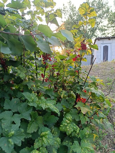The image depicts a close-up view of a currant bush laden with ripe red berries. The bush is situated outdoors, with lush green leaves and branches filling the foreground. In the background, a small white building with a closed door is visible, along with some vegetation and a metal fence. The sunlight filters through the leaves, creating a warm glow and highlighting the vibrant red of the berries. The scene appears to be a garden or yard in a rural or suburban setting, possibly in Novoselytsia, Ukraine, given the context. There are no people or animals visible in the image, and no discernible action is taking place. The overall impression is one of natural beauty and abundance, with the focus on the ripening fruit.