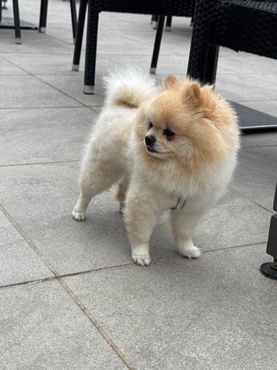 A light-colored Pomeranian dog is standing on a tiled patio, possibly in front of a cafe or restaurant. The dog has fluffy fur and is looking to the left. It is wearing a jeweled collar. In the background, there are dark-colored outdoor chairs and tables, and the patio is paved with large, light gray square tiles. The scene appears to be outdoors, likely in a public area within Hagenberg im Mühlkreis, Austria, given the context. The lighting suggests it is daytime.