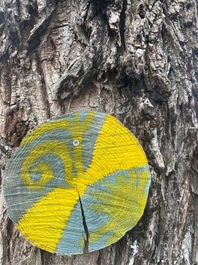 A circular wooden disc is affixed to the rough, dark grey-brown bark of a tree trunk in Dolni Rakovets, Bulgaria. The disc, appearing to be a cross-section of a log, is painted with an alternating pattern of bright yellow and light blue-green segments, forming a radiating design. A single silver Phillips head screw secures the disc to the bark, positioned slightly above its horizontal midpoint. A distinct vertical crack extends through the entire diameter of the disc, bisecting the painted segments. The tree bark exhibits deep furrows and irregular textures, with some lighter specks visible on the lower right portion.