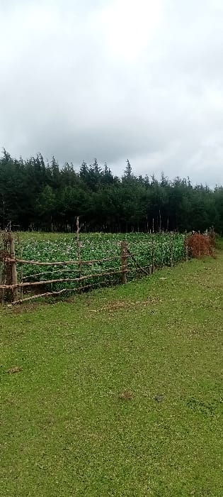 The image displays an outdoor agricultural scene in Rwanyambo, Kenya, under an overcast, light grey sky. In the foreground, a expanse of green grass covers the lower third of the frame. A rustic, low-lying fence, constructed from rough-hewn wooden branches and stakes, runs diagonally from the lower-left toward the middle-right. This fence demarcates the grassy area from a cultivated field located in the midground. The cultivated field contains numerous green plants with small white or light pink blossoms, consistent with flowering potato crops. This field extends horizontally across the frame, reaching a dense line of dark green coniferous trees that form a distinct treeline along the background horizon. No individuals or animals are present within the frame.