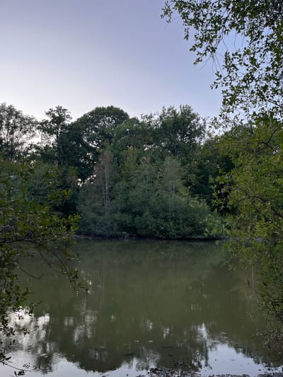 An outdoor vertical shot depicts a tranquil body of water, reflecting the surrounding dense foliage and the pale sky. The foreground is dominated by the dark, murky water, with its surface broken by subtle ripples. The edge of the water in the lower portion of the frame reveals a muddy bank with scattered pebbles and debris. On the left and right sides of the frame, overhanging branches with green leaves frame the scene. The middle ground is filled with a thick wall of trees and bushes, primarily in shades of green, creating a natural barrier along the water's edge. The background features a line of taller trees, their dark silhouettes contrasting against the soft, gradient sky that transitions from a light blue at the top to a lighter hue closer to the horizon. The overall impression is one of a serene natural landscape, possibly a pond or a small lake, set within a wooded area. The scene appears to be located in or around Sonchamp, France, given the natural setting and implied geographical context. There are no people or discernible human activity in the image.
