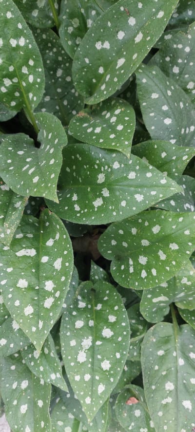 A close-up, overhead view shows a dense cluster of dark green, heart-shaped leaves. The leaves are speckled with irregular white or light gray splotches. The foliage is likely part of a ground cover plant. The scene is not identifiable as being located in Vichuga, Russia, or any other specific location, as there are no landmarks or context to suggest a geographical placement. The image is devoid of any people, animals, or specific objects, focusing solely on the botanical subject matter.